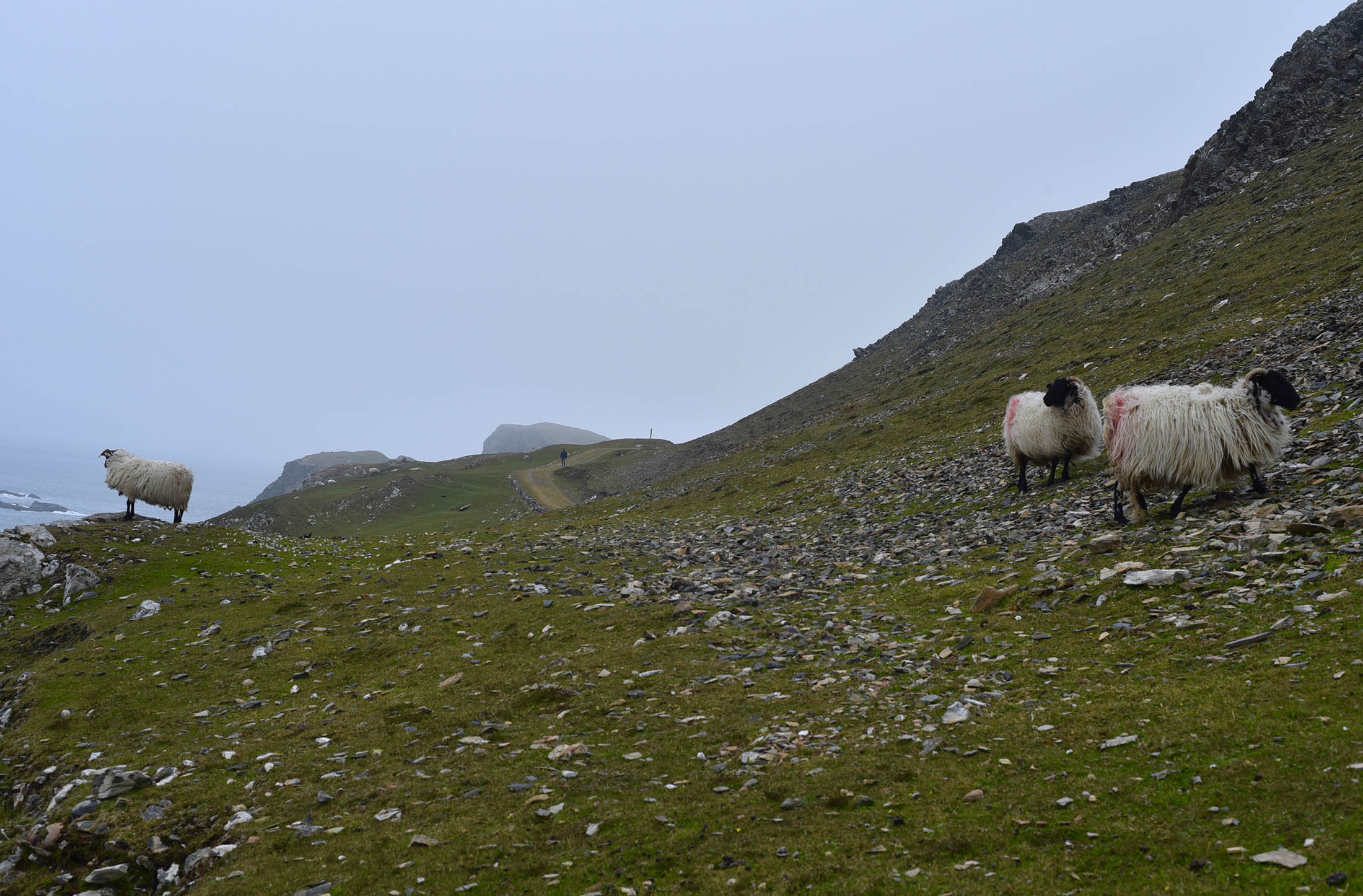 Sheep on lookout on Inishbofin