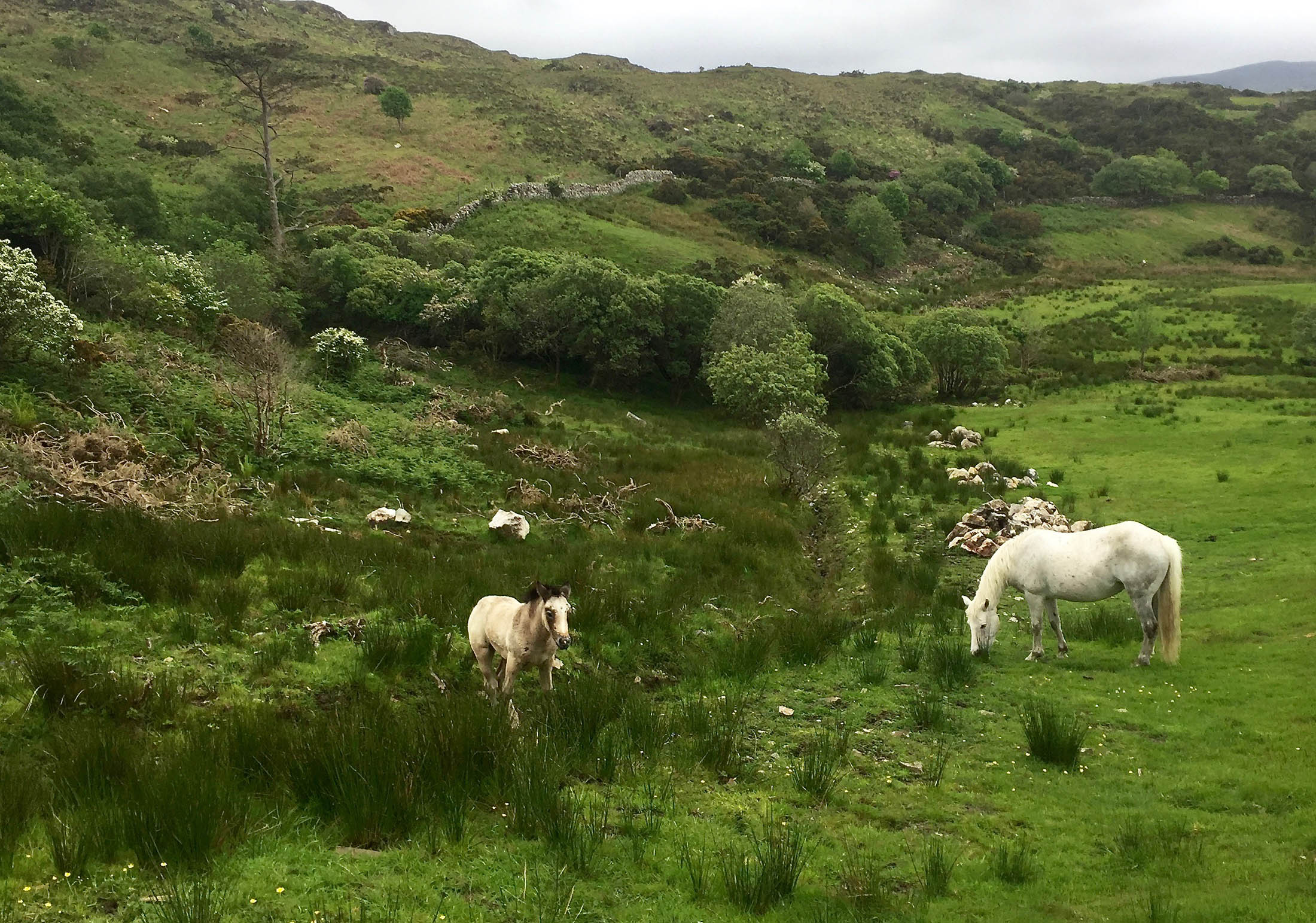 Connemara mare with foal